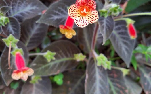 Venta Lote de montaña de (1841 m2) en Getsemaní de Barva, es la oportunidad perfecta para construir tu hogar soñado en armonía con la naturaleza. Cod. 120481