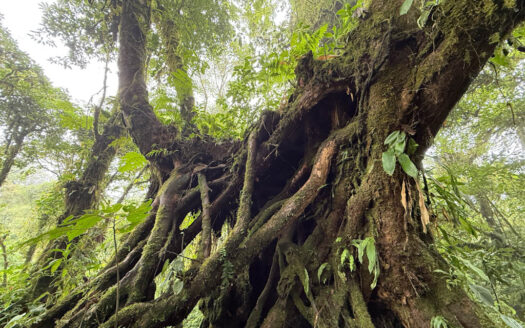 Hermosa Cabaña de Montaña, en Medio del Bosque Nuboso, Rodeado de Flora, Fauna y Paisajes en Cascajal de Coronado COD 131920