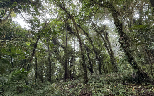 Hermosa Cabaña de Montaña, en Medio del Bosque Nuboso, Rodeado de Flora, Fauna y Paisajes en Cascajal de Coronado COD 131920