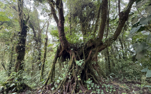Hermosa Cabaña de Montaña, en Medio del Bosque Nuboso, Rodeado de Flora, Fauna y Paisajes en Cascajal de Coronado COD 131920