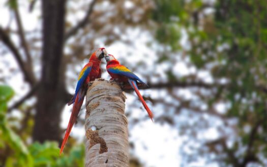 🌿 Exclusivo Apt en Punta Esmeralda-Punta Leona- Vive a pasos del Mar- Con una vista impresionante a las Montañas– Piso 19-Precio: $239 000-Código:135567